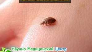 Jaké příznaky ukazují, že broušené chyby začaly v bytě